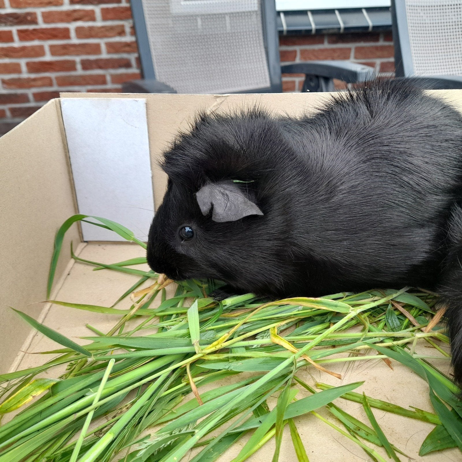 2 mooie mannen cavia's, Dieren en Toebehoren, Knaagdieren, Maart, Mannelijk, Cavia