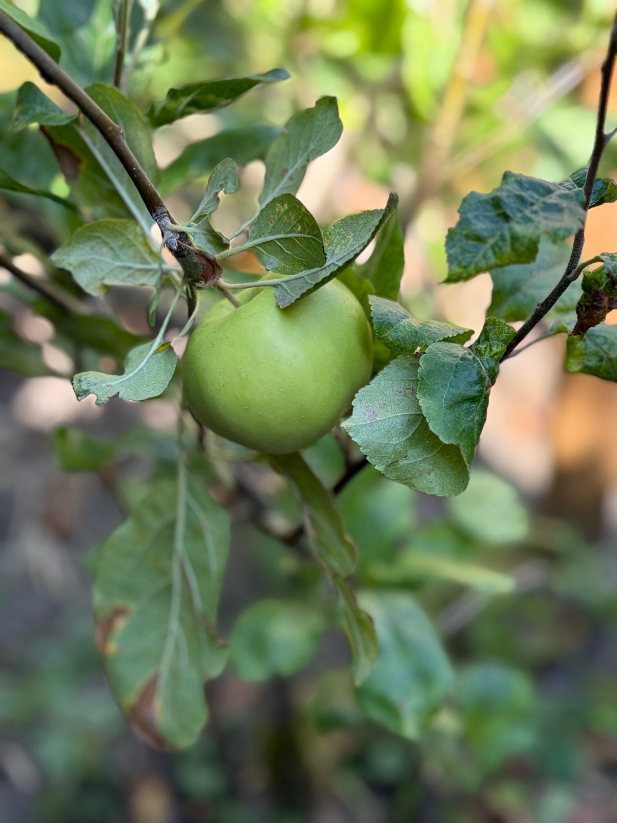 Appelboom - Malus pumila, Overige soorten, Lente, 100 tot 250 cm, Ophalen