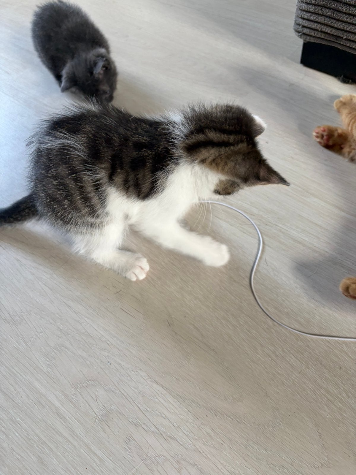 kittens te koop, Meerdere dieren, Ontwormd