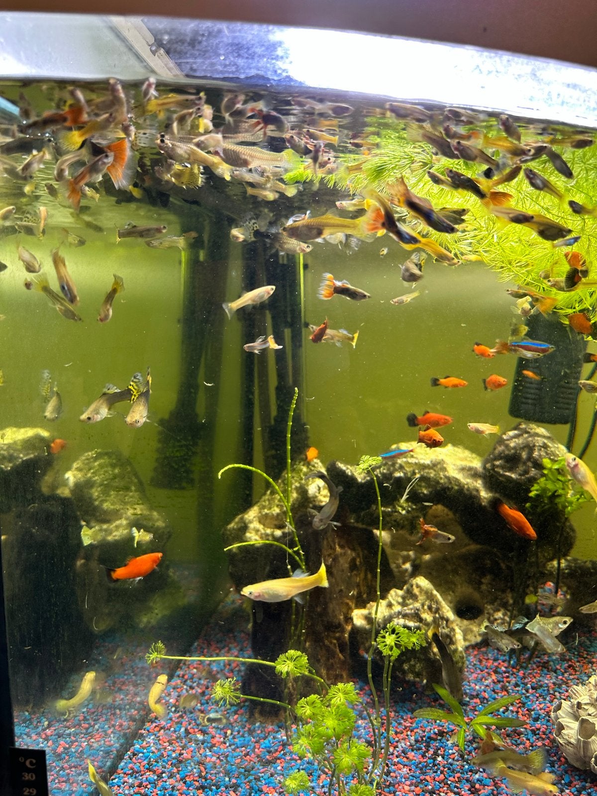 Guppy’s te koop, Vis, Zoetwatervis