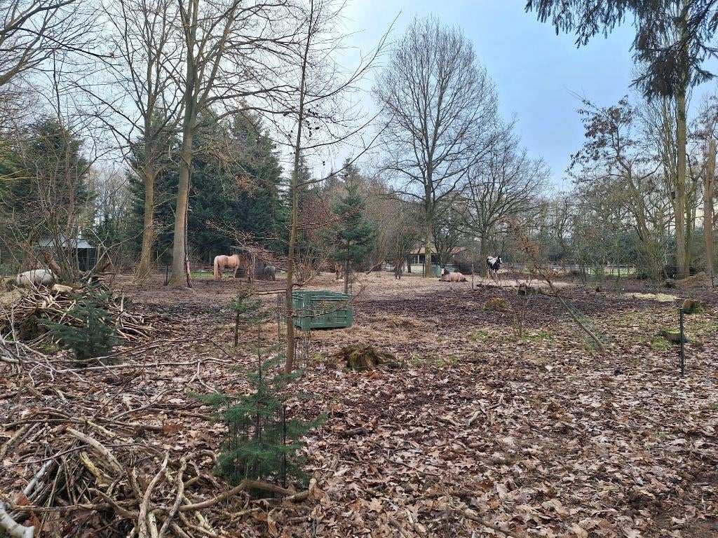 24/7 buiten stalling Rucphen, Dieren en Toebehoren, Stalling en Weidegang, Stalling