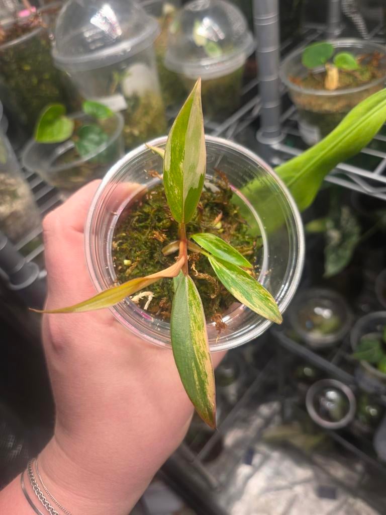 Philodendron Caramel marble, Huis en Inrichting, Kamerplanten, Ophalen of Verzenden, Halfschaduw, Minder dan 100 cm