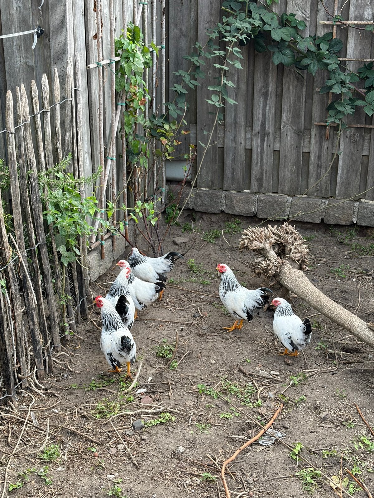 5 jonge Sussex kriel hanen, Dieren en Toebehoren, Meerdere dieren, Kip