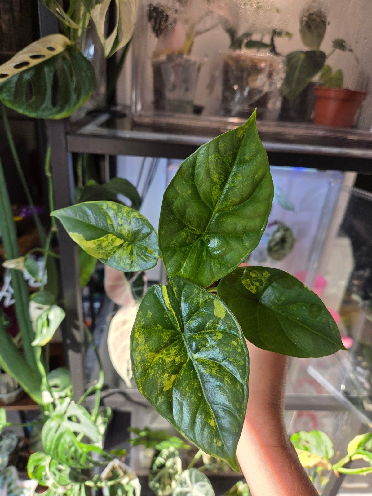 alocasia sinuata aurea, Ophalen of Verzenden, Halfschaduw, Minder dan 100 cm