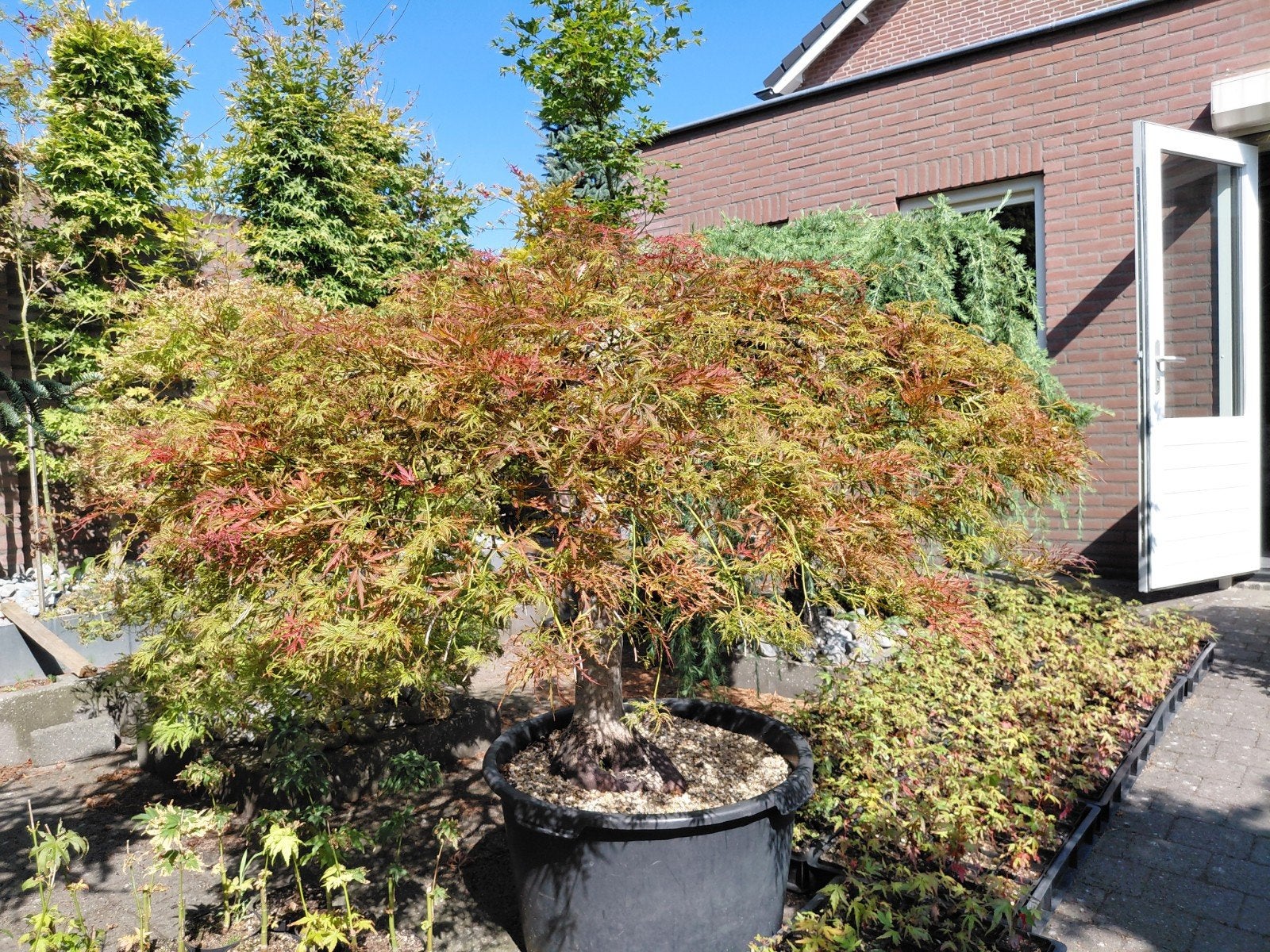Japanse esdoorn Acer palmatum Rode Dissectum
Acer heeft prac, Tuin en Terras, Ophalen, Bloeit niet, Halfschaduw, Overige soorten