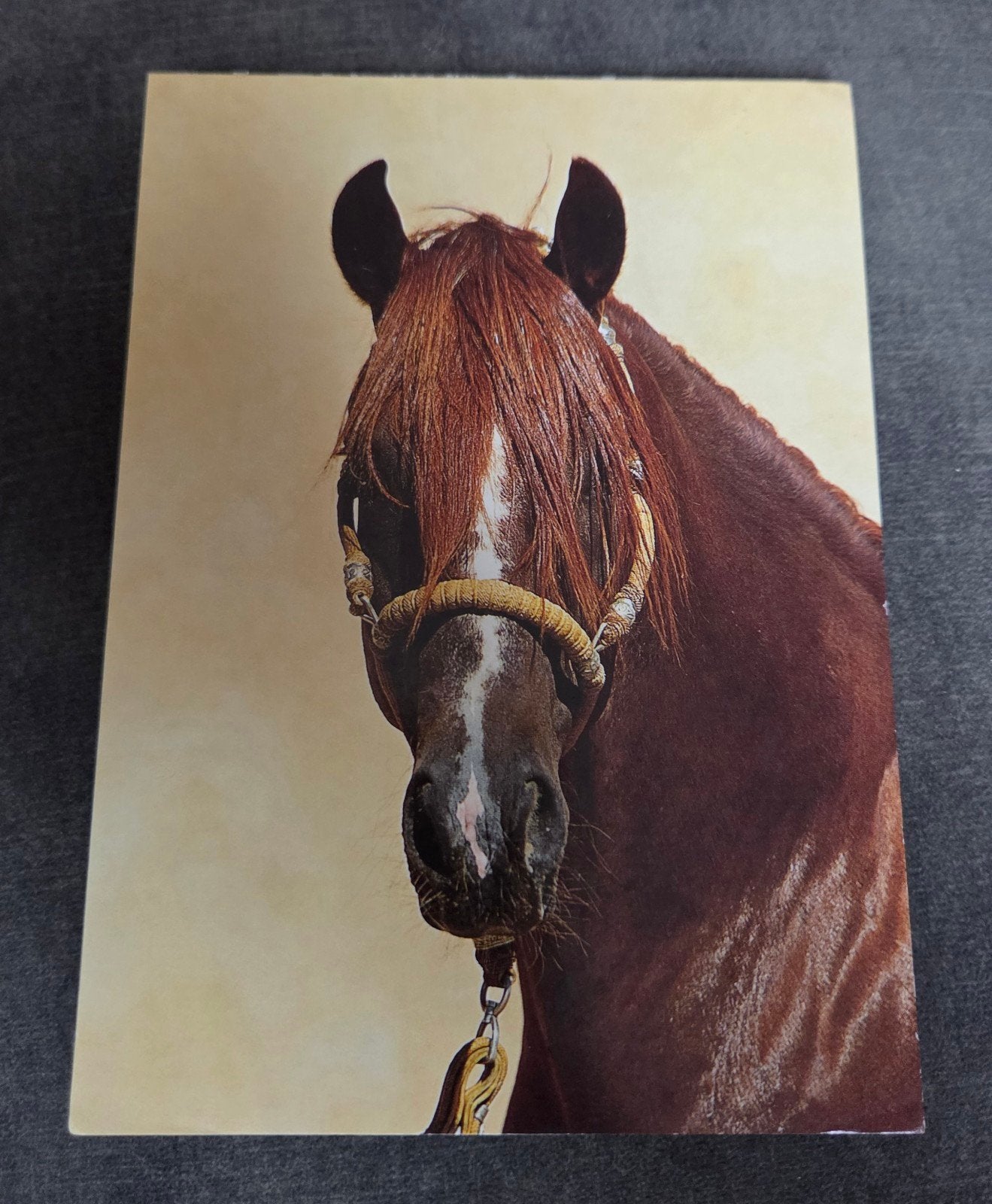 Ansichtkaart Paard, Verzamelen, Verzenden, 1980 tot heden, Gelopen, Paard