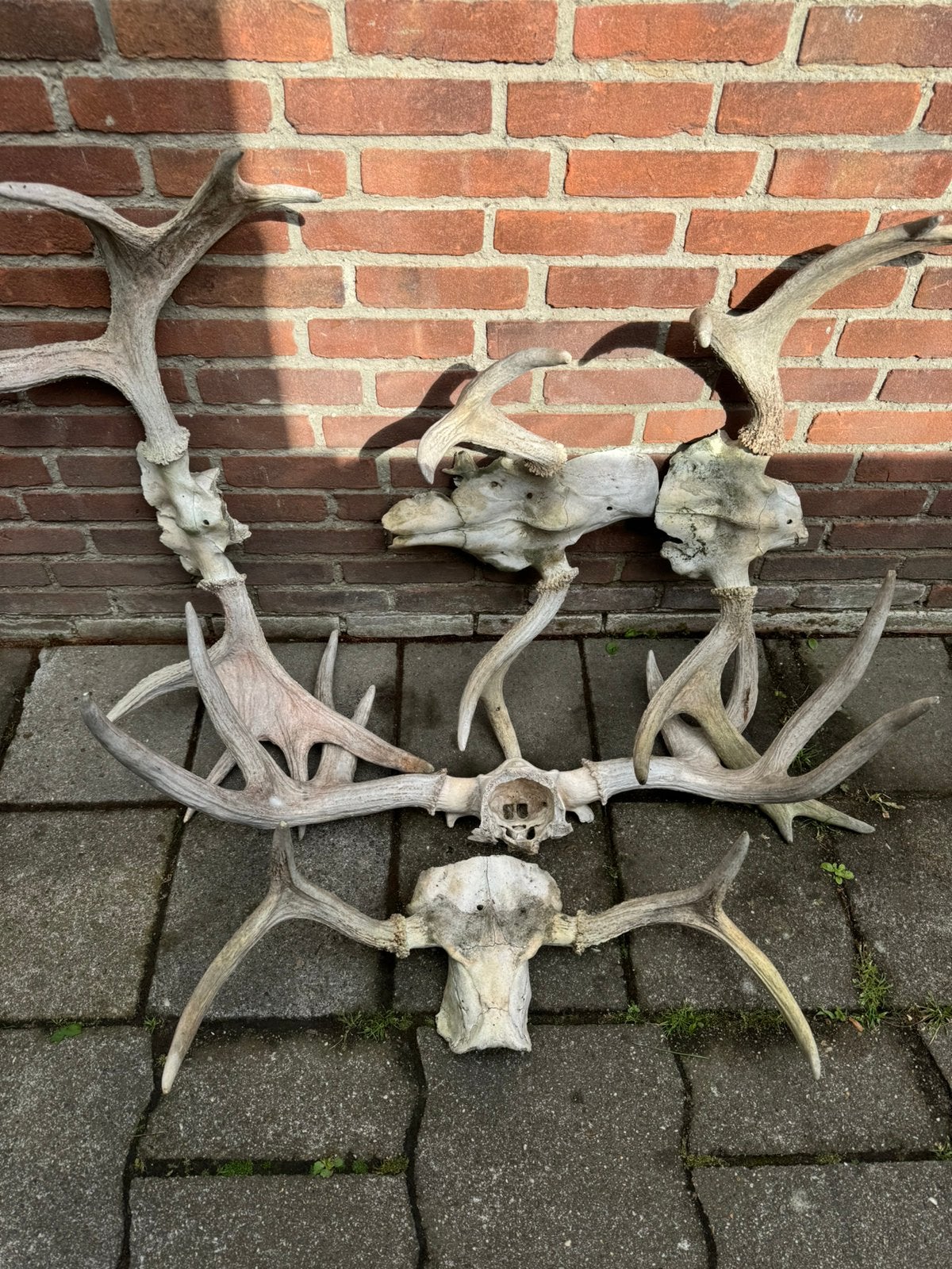 Te koop 5 stuks eland geweien!, Ophalen, Gebruikt