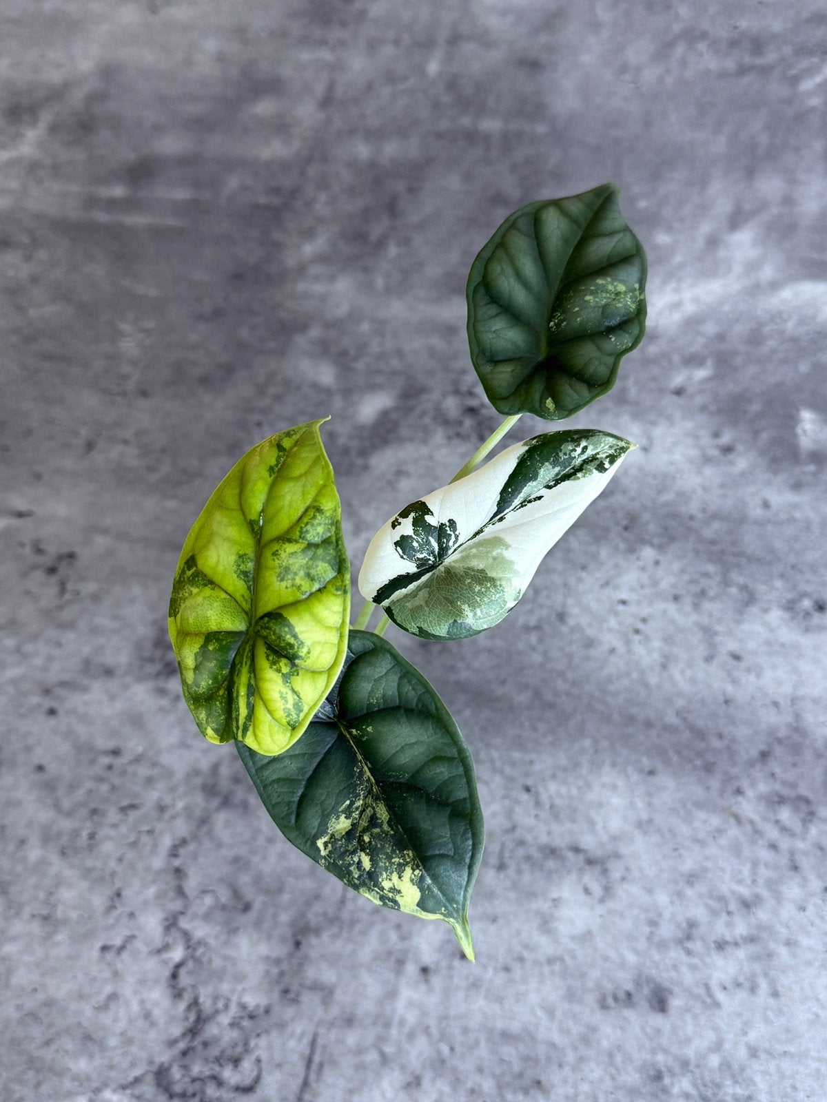 Alocasia Dragon Scale Variegata, Huis en Inrichting, Kamerplanten, Ophalen of Verzenden, Halfschaduw, Minder dan 100 cm