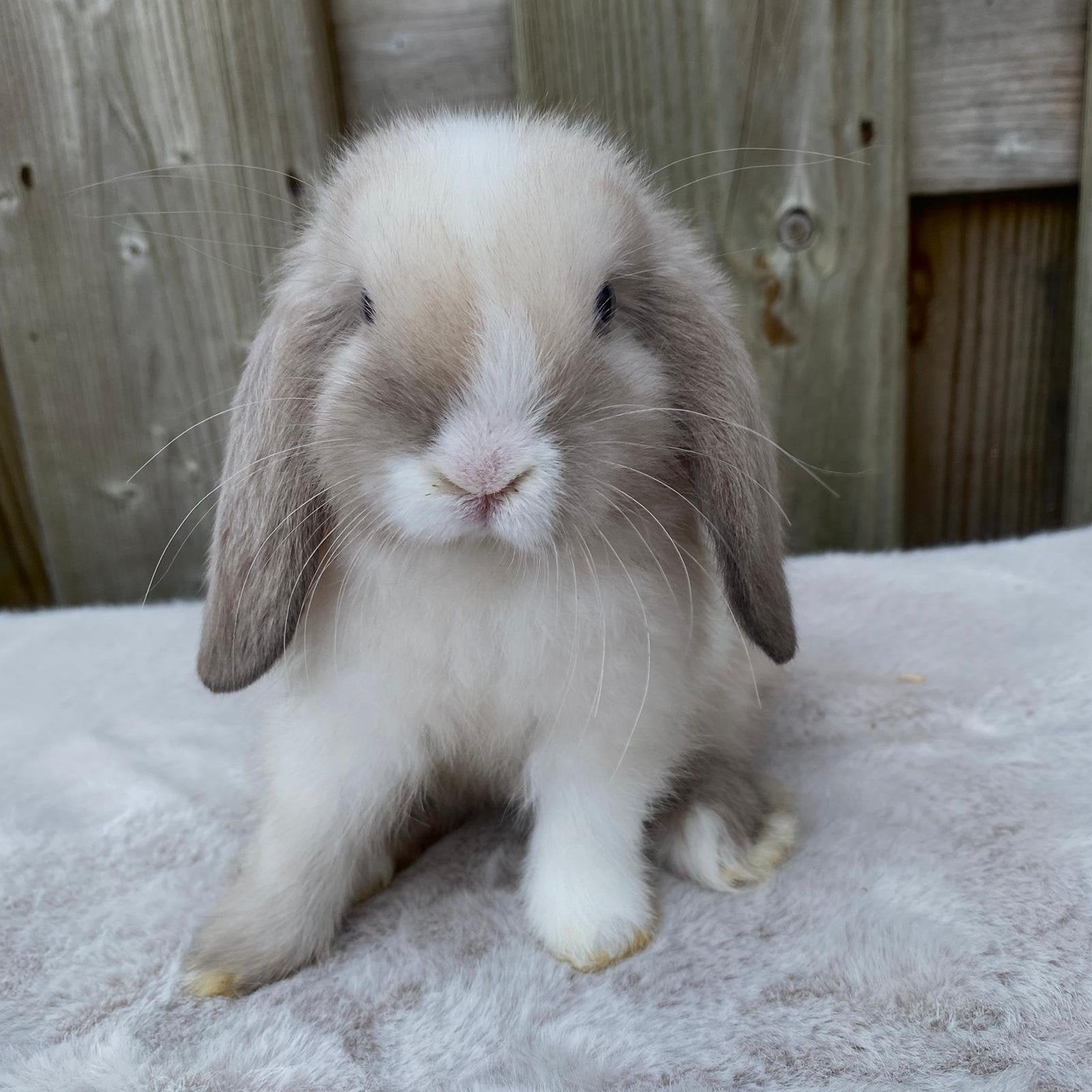 Binnenkort beschikbaar lieve minilop/NHD baby konijntjes, Dieren en Toebehoren, Konijnen, Meerdere dieren, Dwerg