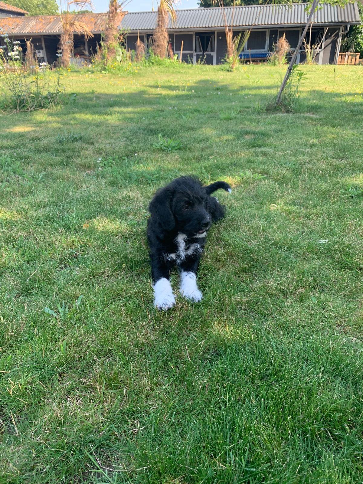 2 prachtige Boerenfox   (Lagotto Romagnolo) teefjes te koop, Overige rassen, 8 tot 15 weken, Teef, Parvo