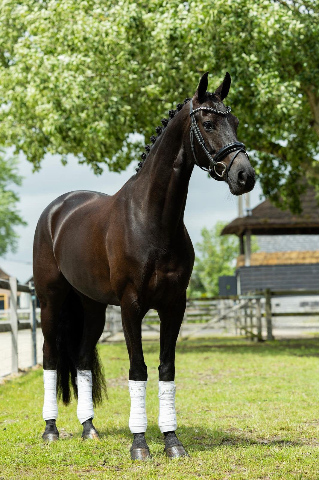 Bloedmooie dressuur merrie te koop, Dieren en Toebehoren, Paarden, Merrie, Met stamboom, M, Dressuurpaard