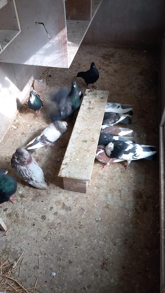 Nog een stuk of 10 a 12 kroppers, Dieren en Toebehoren, Meerdere dieren, Kropper