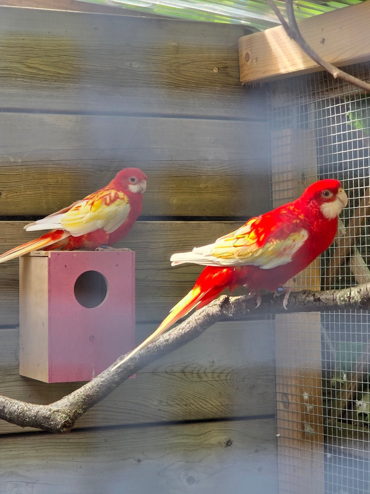 Koppel Rosella Rubino, Dieren en Toebehoren, Vogels | Parkieten en Papegaaien, Meerdere dieren, Parkiet