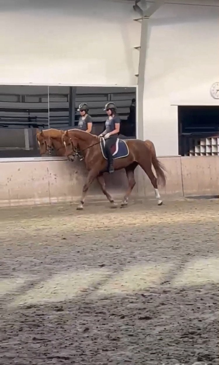 Bijrijd/leasepaard gezocht, Ophalen of Verzenden