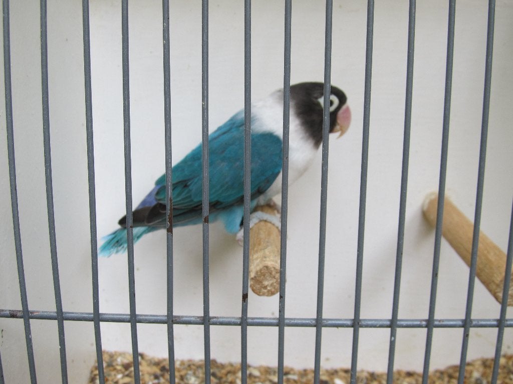 Agapornis Personata blauwe pop, Vrouwelijk, Dwergpapegaai of Agapornis, Geringd