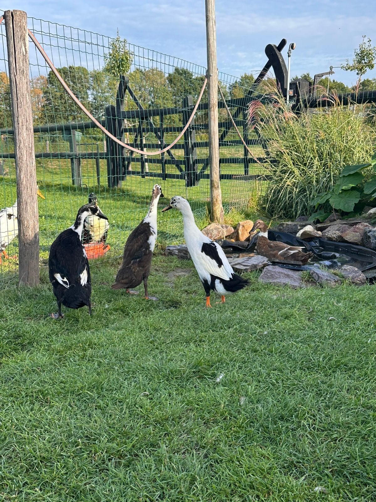 3 Indische loopeenden, Dieren en Toebehoren, Geslacht onbekend, Eend