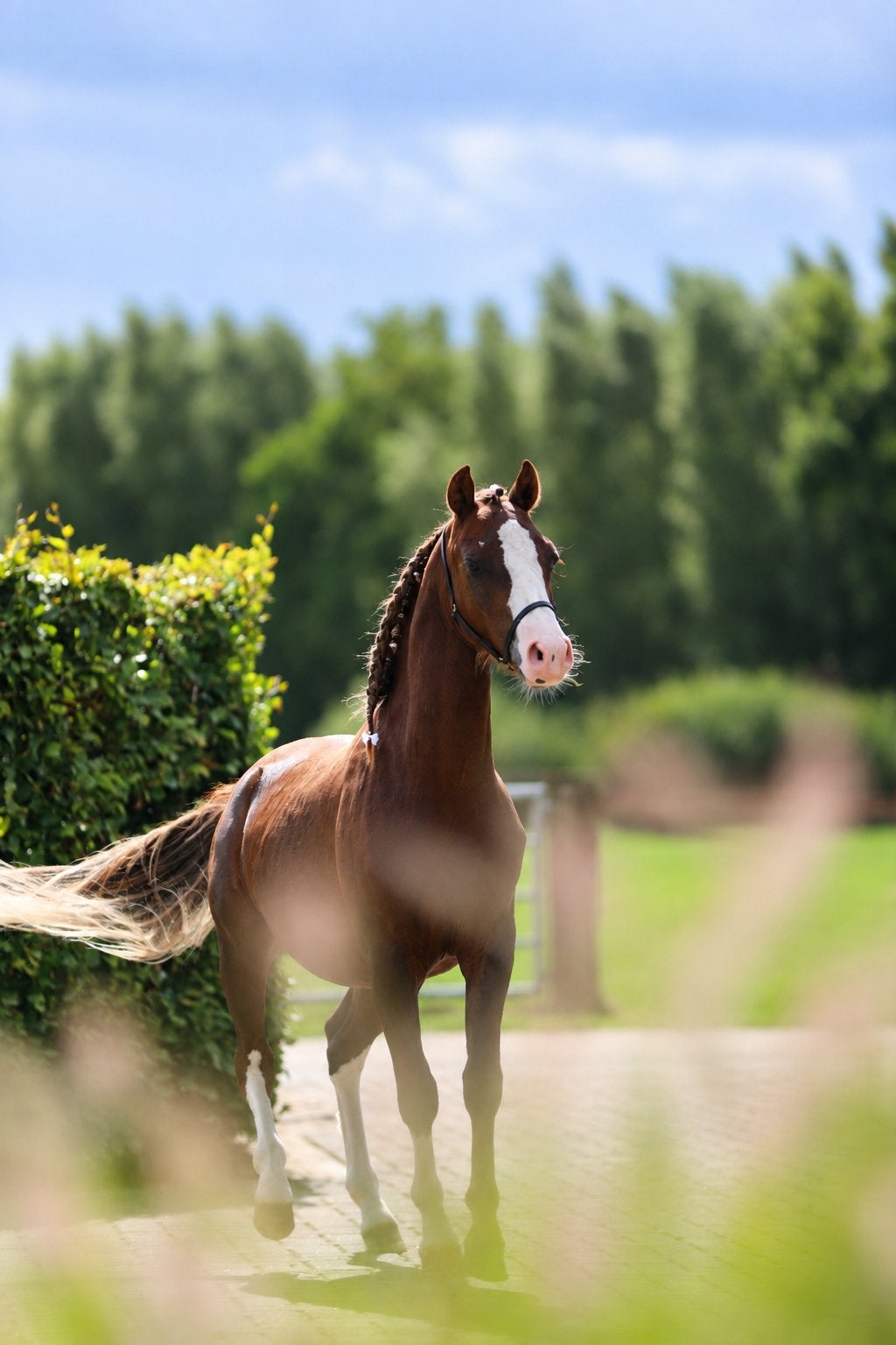 Blaenau Denver x Shamrock Backstage Imperial, 1jr hengst, Dieren en Toebehoren, Hengst, 0 tot 2 jaar