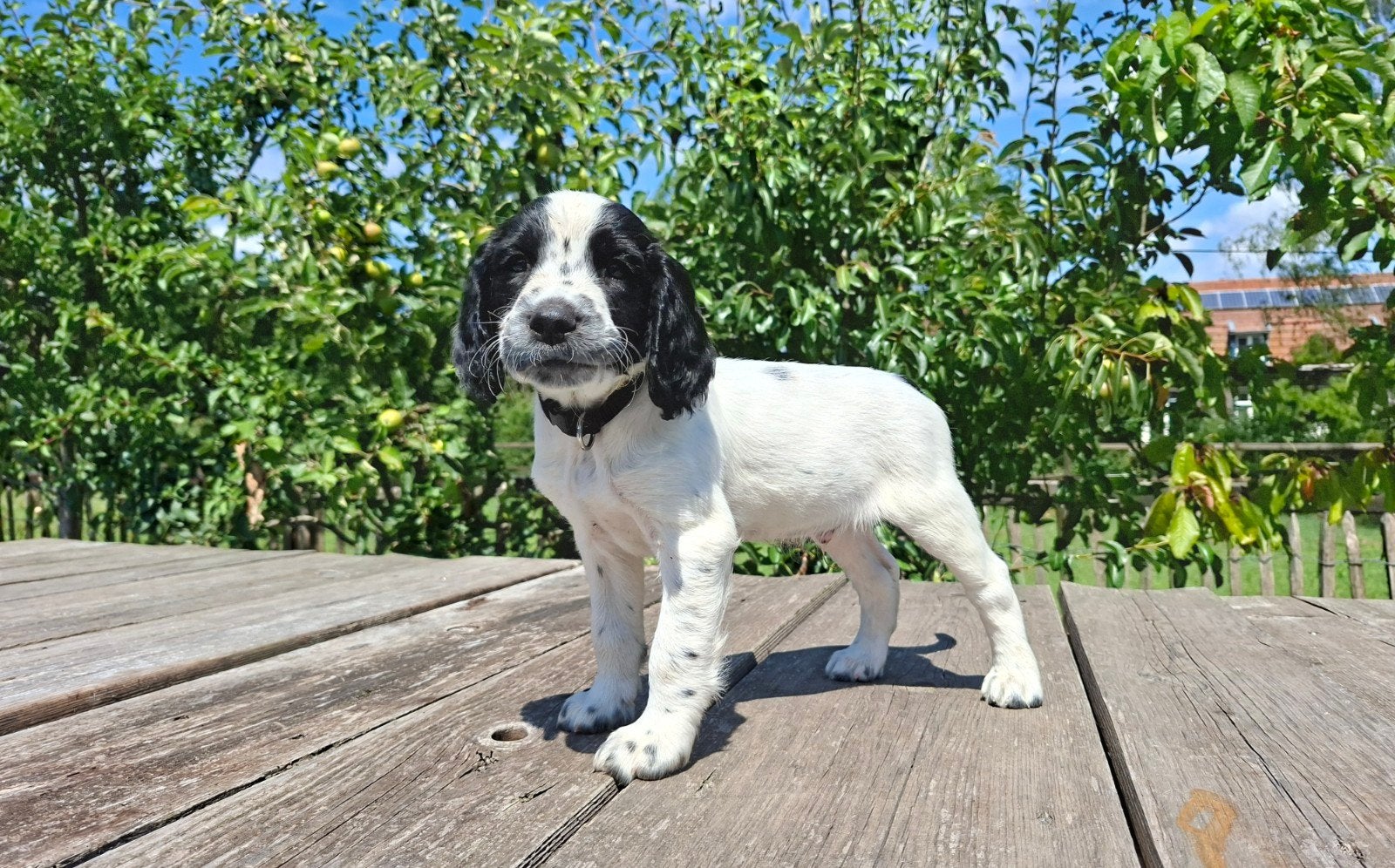 Engelse springer pup 1 reu met stamboom, 8 tot 15 weken, Parvo, Meerdere, Meerdere dieren