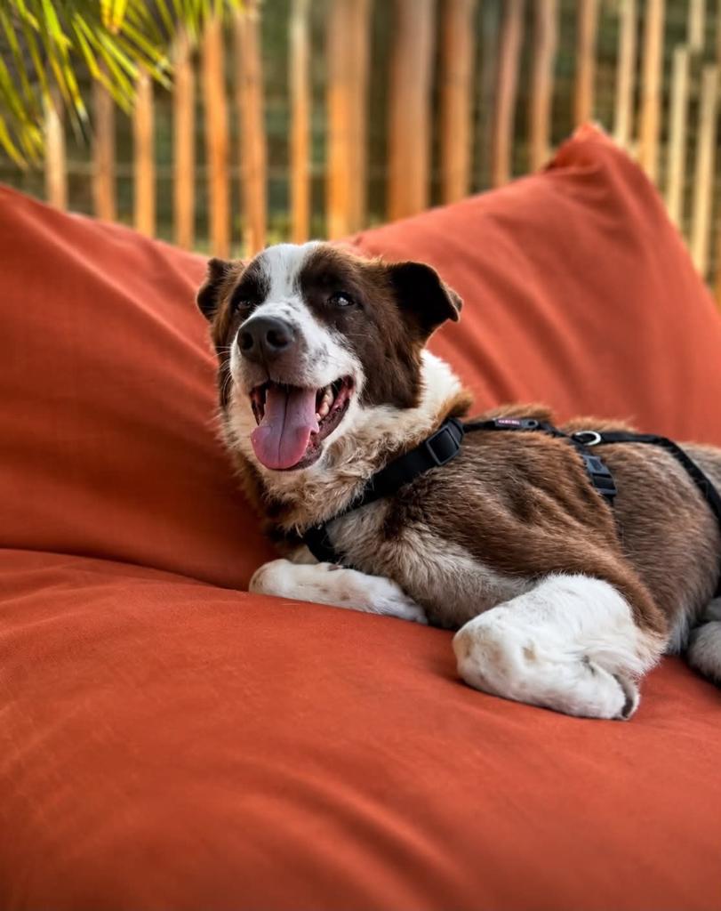 🐾🤍 LIEVE BOUNTY ZOEKT EEN RUSTIG EN LIEFDEVOL FOREVER HOME, Dieren en Toebehoren, Honden | Niet-rashonden, Particulier, 1 tot 2 jaar