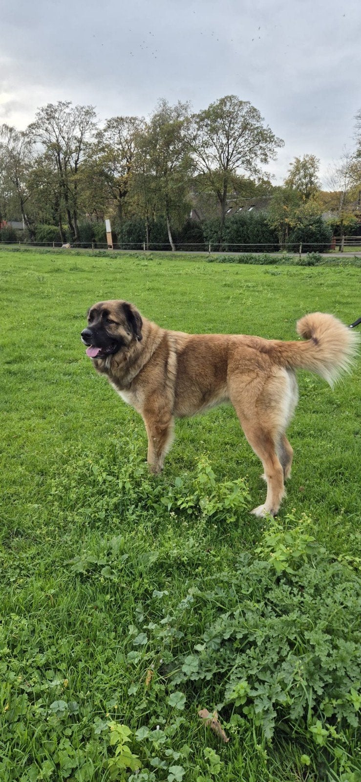 Te koop kaukasische herder, 1 tot 2 jaar, Teef, Eén hond, Herder