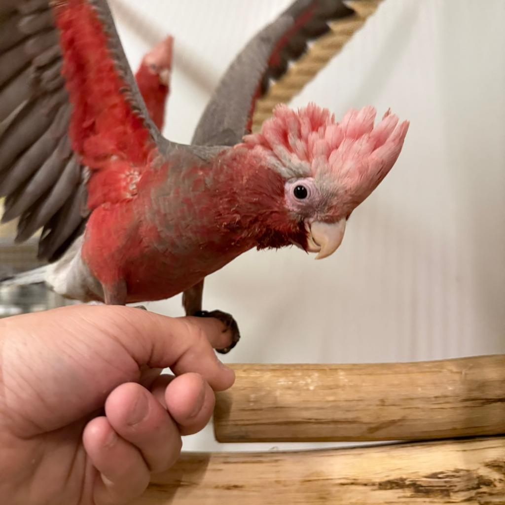 Süper tamme Roze Kaketoe 2026, Dieren en Toebehoren, Vogels | Parkieten en Papegaaien, Mannelijk, Papegaai, Pratend