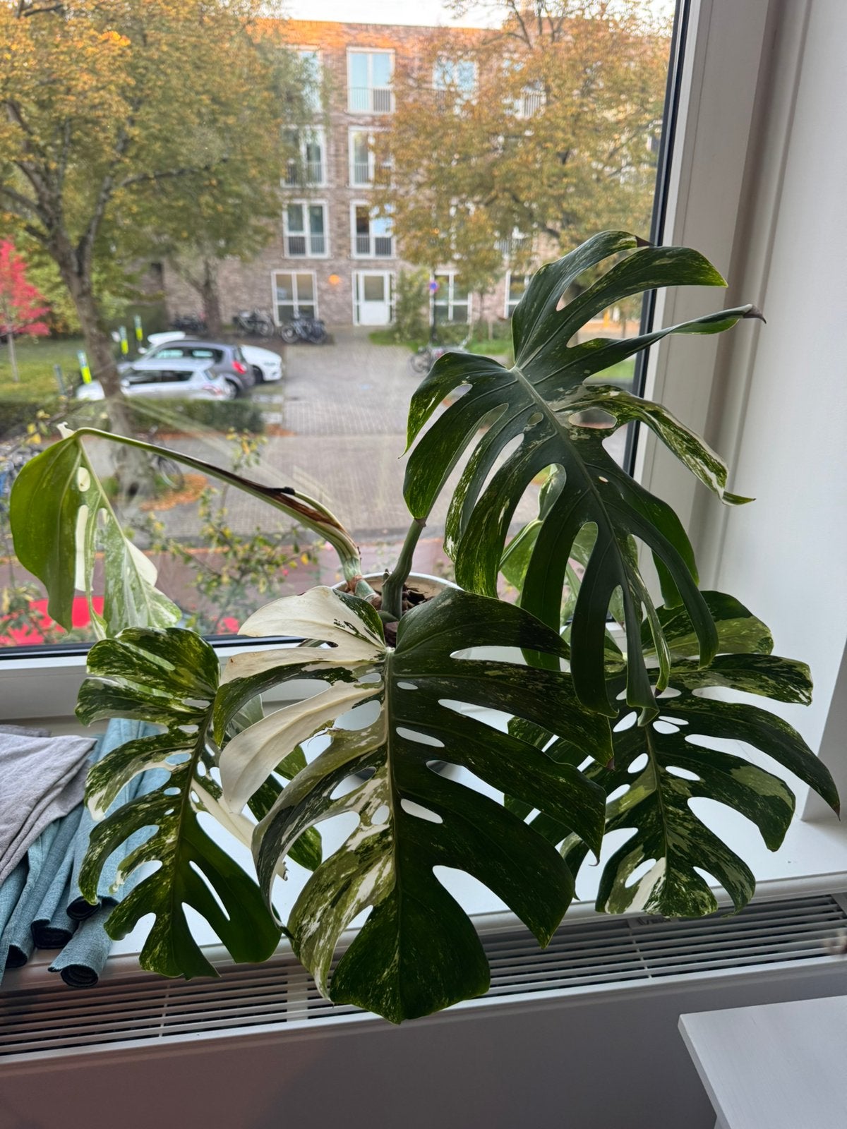 Large Monstera Albo Variegata, Ophalen, Halfschaduw, Minder dan 100 cm