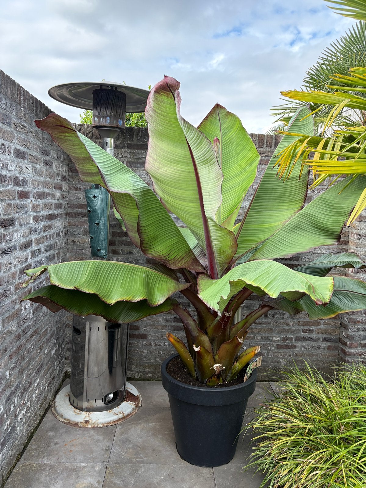 Prachtige mega grote ensete maurelli banaan in luxe pot!!, Ophalen, Lente, Overige soorten, Volle zon