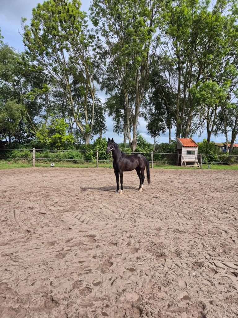 3 jarige dressuur topper, Ruin, 160 tot 165 cm, Dressuurpaard, 3 tot 6 jaar