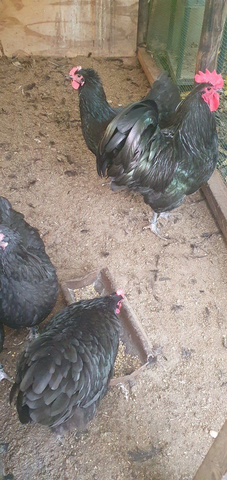 toom australorp groot, Meerdere dieren, Kip