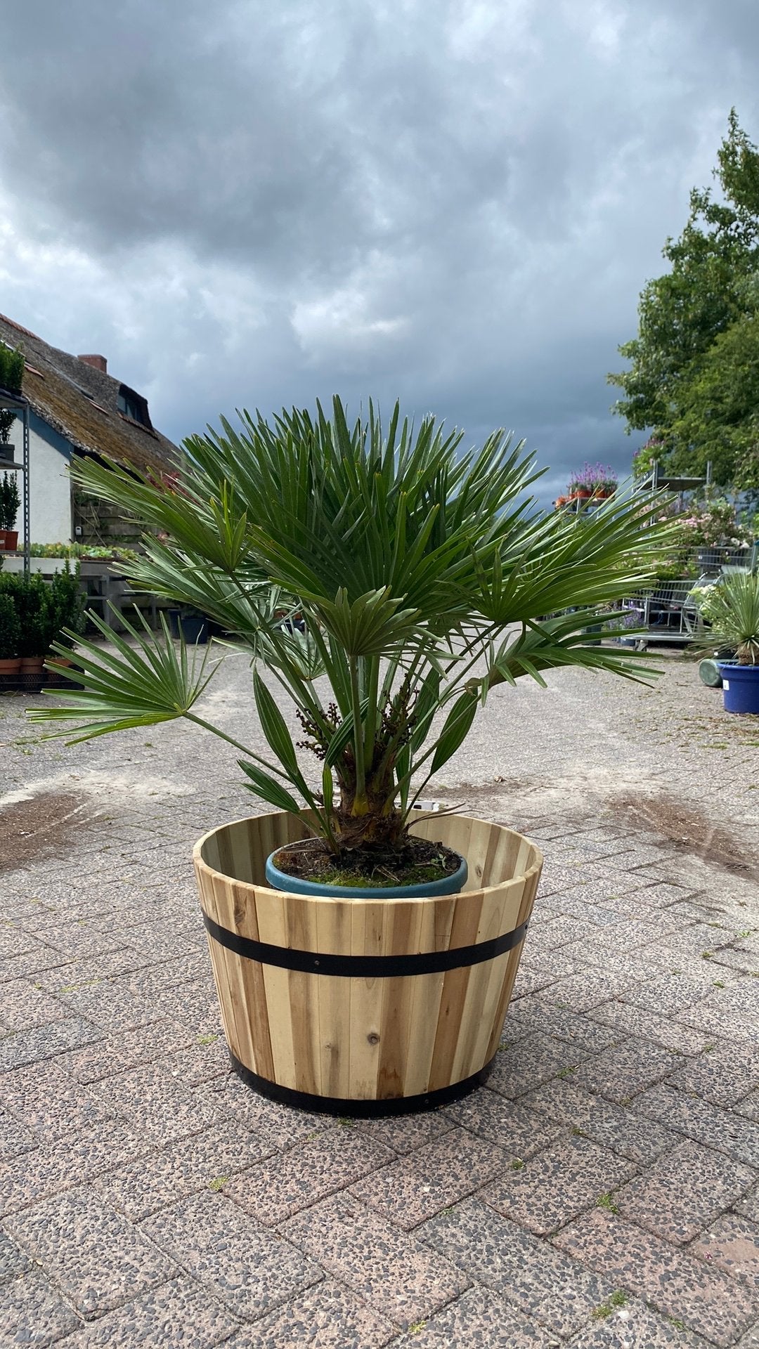 Dwergpalm  vulcano plus houten plantenbak, Ophalen, Overige soorten, Halfschaduw
