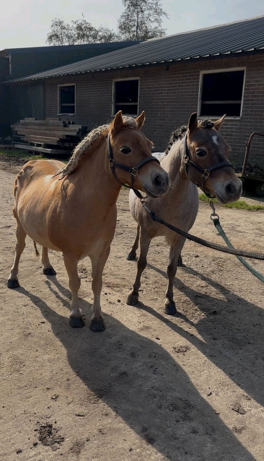 Paarden & Pony's scheren