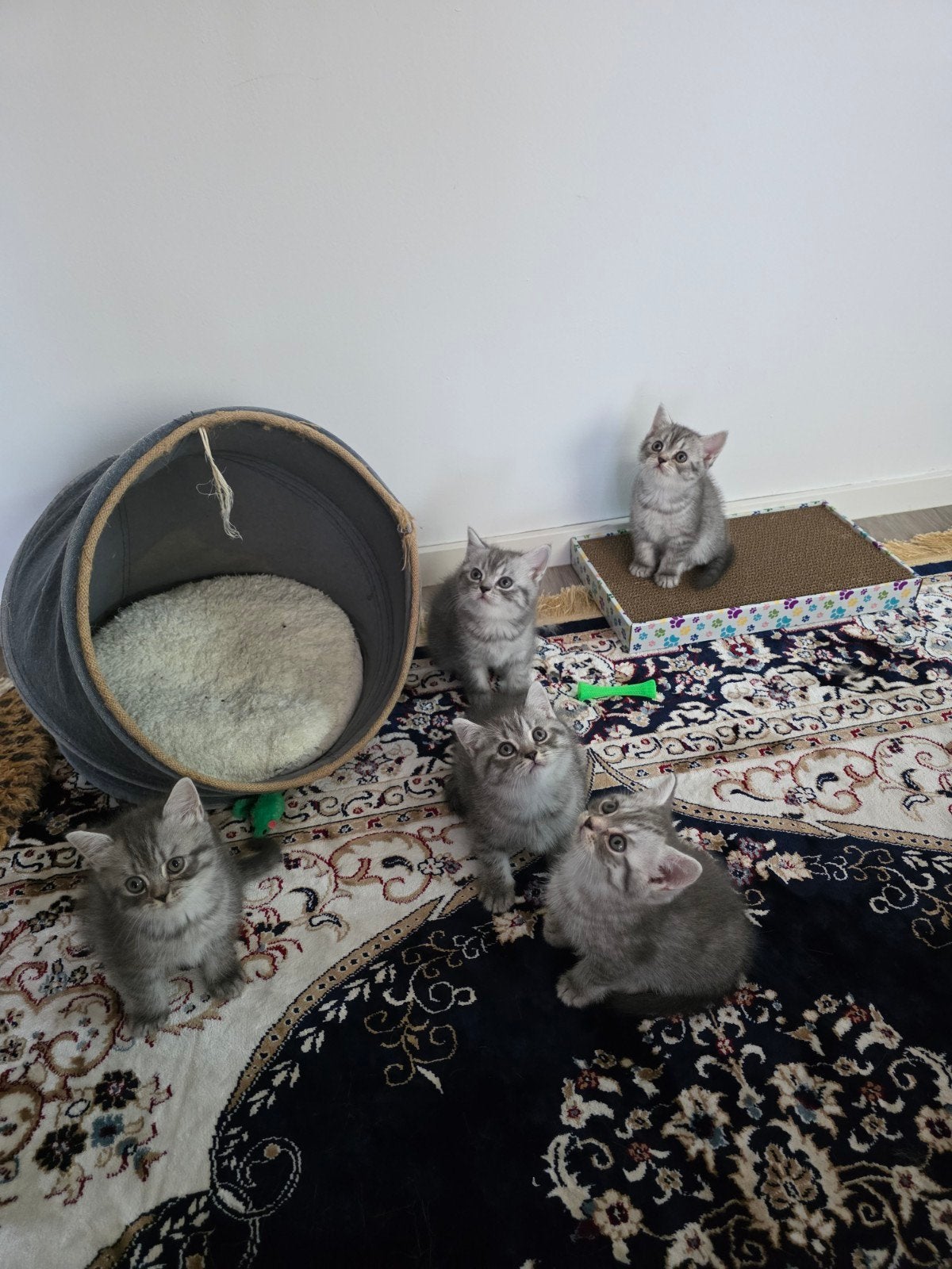 . kittens BKH britskorhaar, Ontwormd