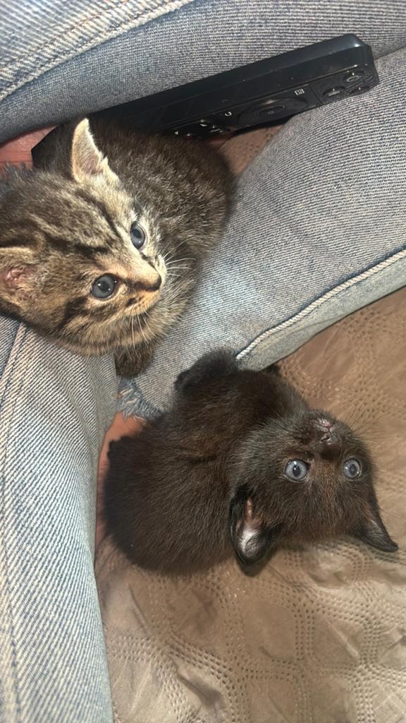 Kittens, Meerdere dieren, 0 tot 2 jaar