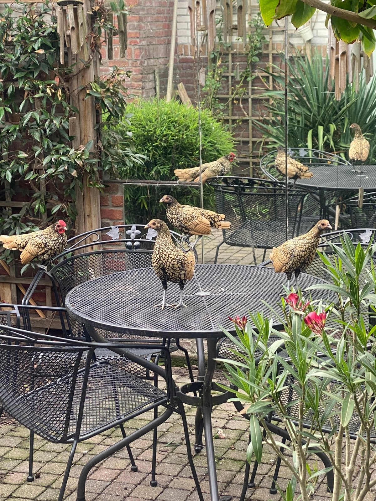 Sebright/kleine kippetjes/kriel, Dieren en Toebehoren, Pluimvee, Meerdere dieren, Kip