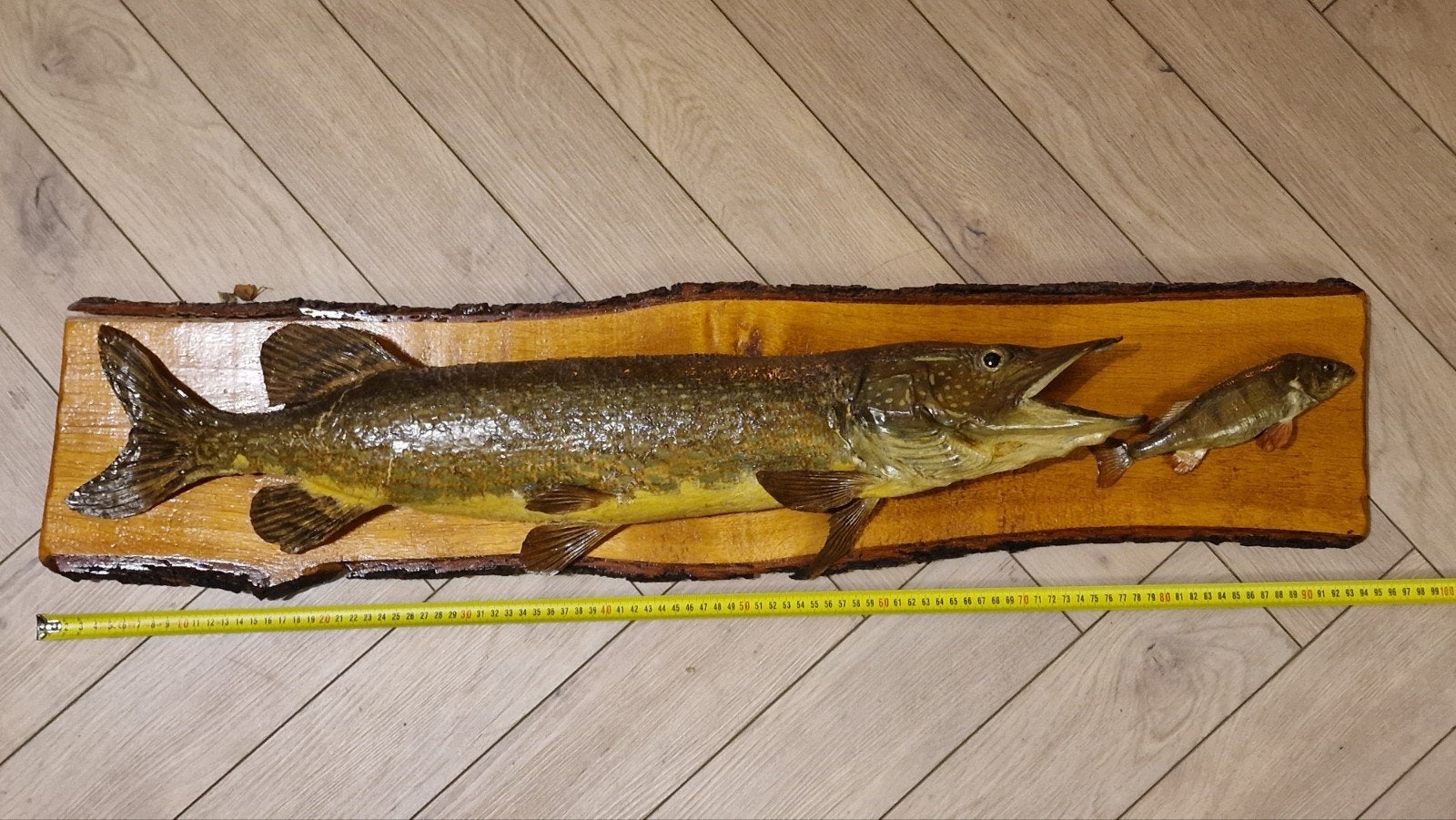 Snoek met Baars opgezet Taxidermy  topconditie, Ophalen of Verzenden, Zo goed als nieuw, Opgezet dier