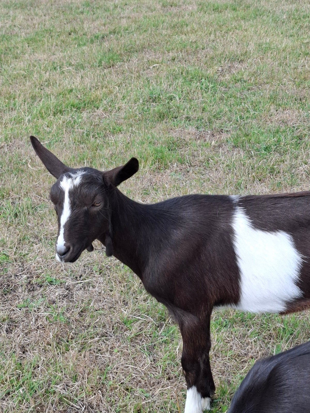 Bonte melkgeit, vijf maanden oud, ongehoornd, Dieren en Toebehoren, Schapen, Geiten en Varkens, Vrouwelijk, Geit, 0 tot 2 jaar