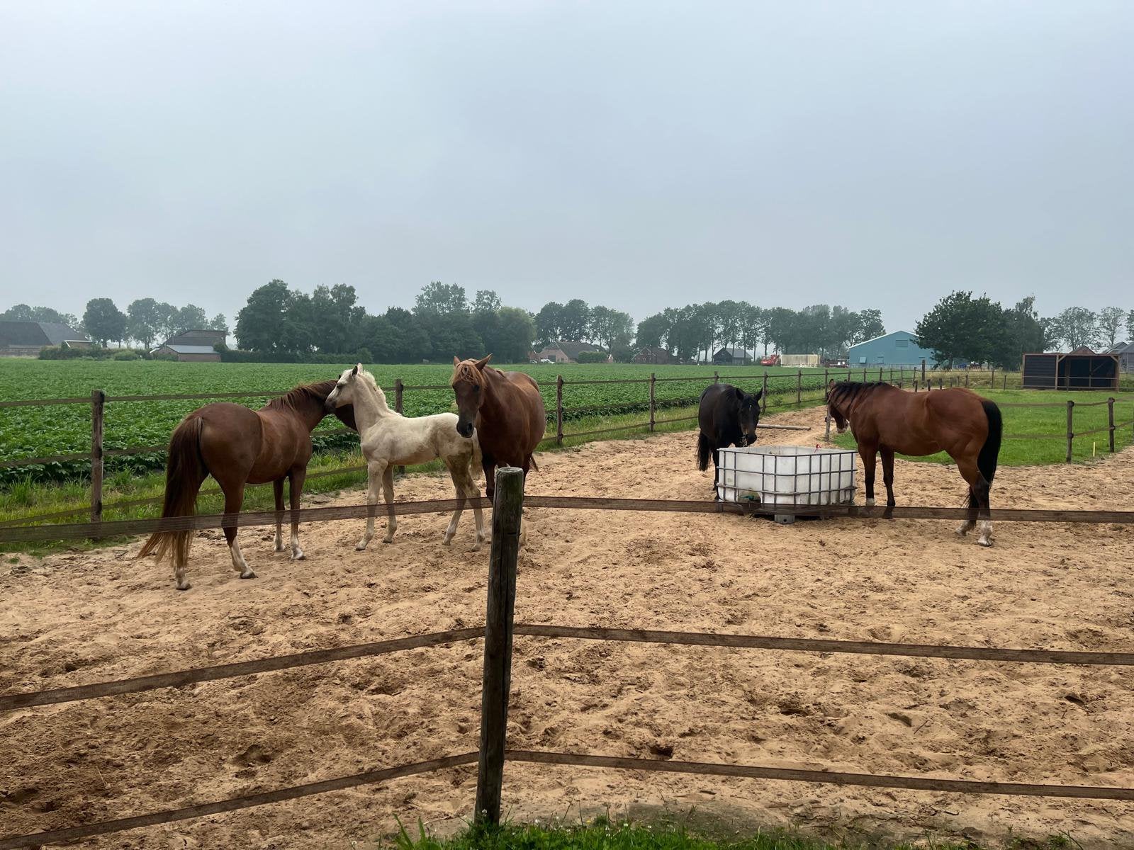 Enthousiaste bijrijder / paardenhulp gezocht !!, Dieren en Toebehoren, 4 paarden of pony's of meer