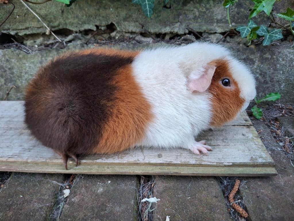 Mooie us teddy beer, Cavia, Mannelijk, Mei, Tam