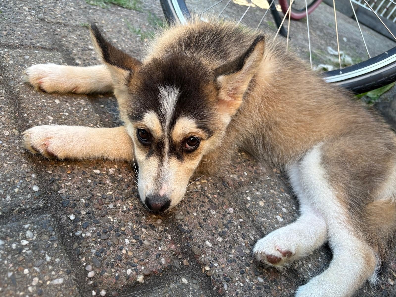 Nog 1 prachtig mooi en lief husky x Aussie meisje, Dieren en Toebehoren, Honden | Poolhonden, Keeshonden en Oertypen, 8 tot 15 weken