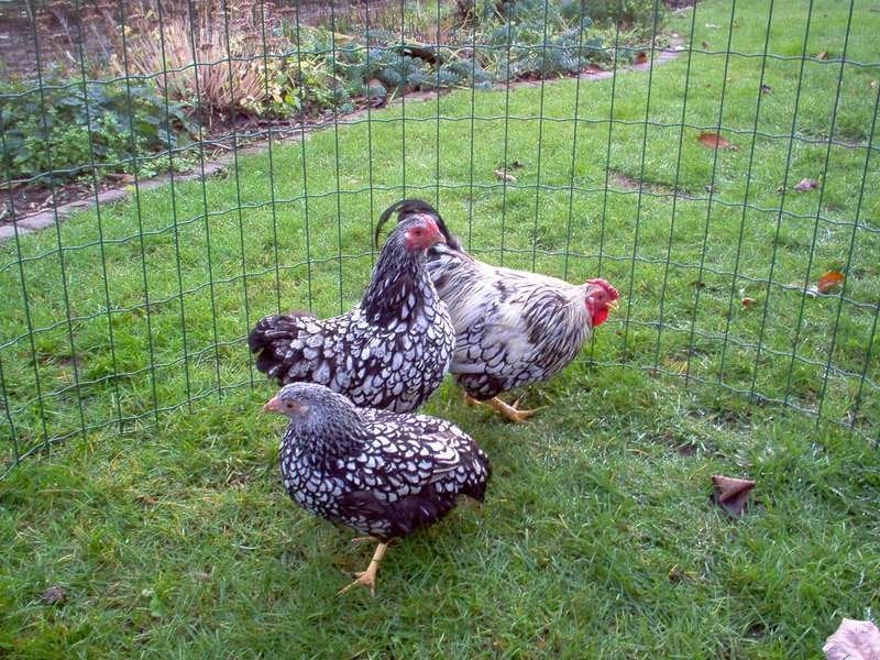 Wyandotte kippen, Dieren en Toebehoren, Meerdere dieren, Kip