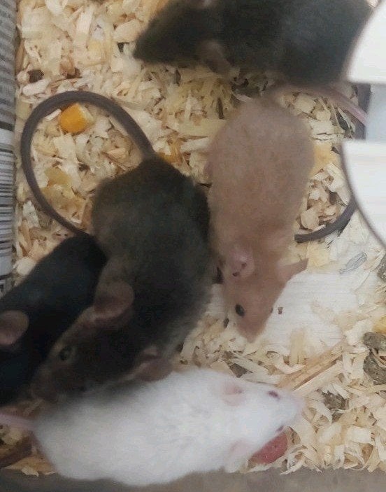 Muizen zwart, wit, bruin en wildkleur, Dieren en Toebehoren, Knaagdieren, Maart, Muis, Meerdere dieren, Tam