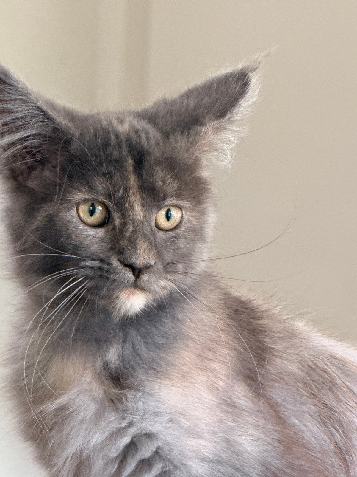 Main coon kittens, Dieren en Toebehoren, Meerdere dieren