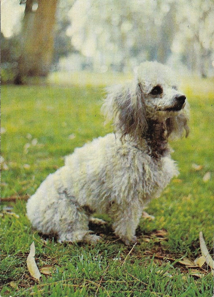Ansichtkaart  	Hond, Verzamelen, Verzenden, 1960 tot 1980, Ongelopen, Hond of Kat