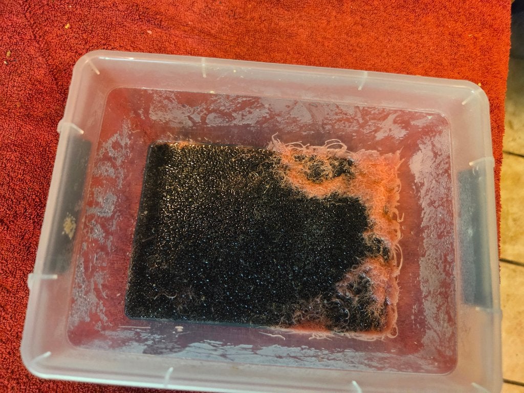 Israëlische tubifex  starter, Overige typen, Zoetwatervis
