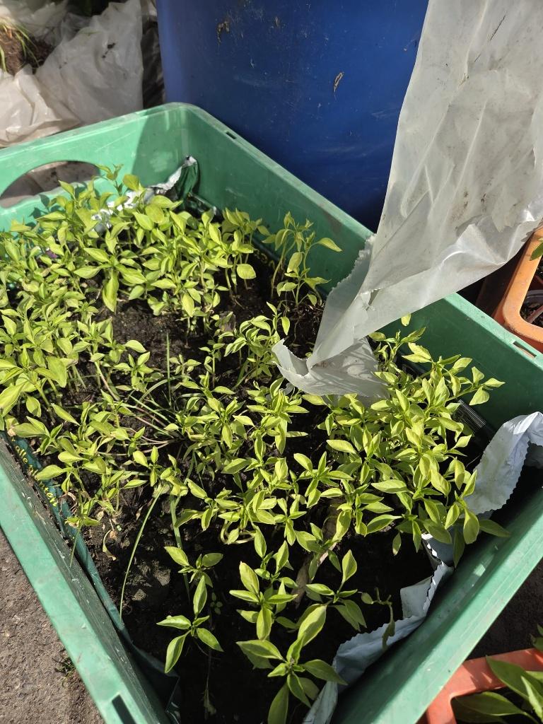 peper, paprika, madame jeanette, acuma + meer plantjes, Ophalen, Eenjarig, Groenteplanten, Volle zon
