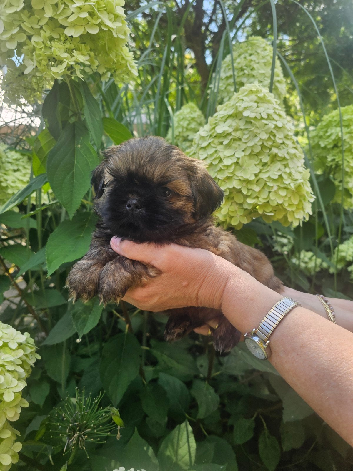 Shihi tzu ,s, Dieren en Toebehoren, Honden | Chihuahua's en Gezelschapshonden, Parvo, Overige rassen, 8 tot 15 weken, Meerdere