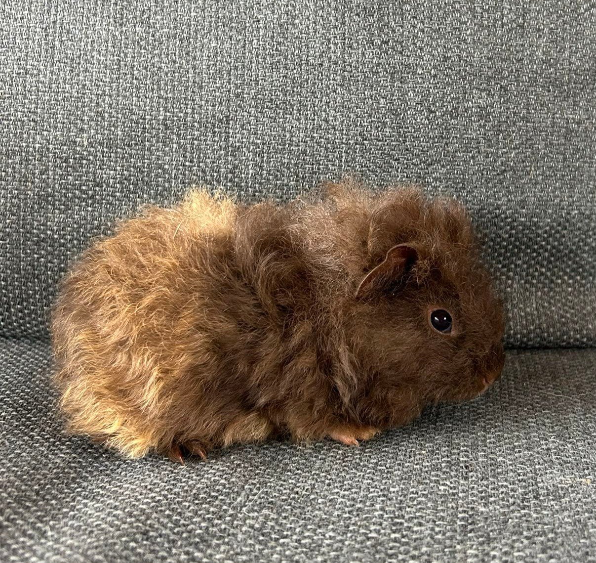 Jonge choco/crème tessel cavia, Cavia, Mannelijk, Mei, Tam