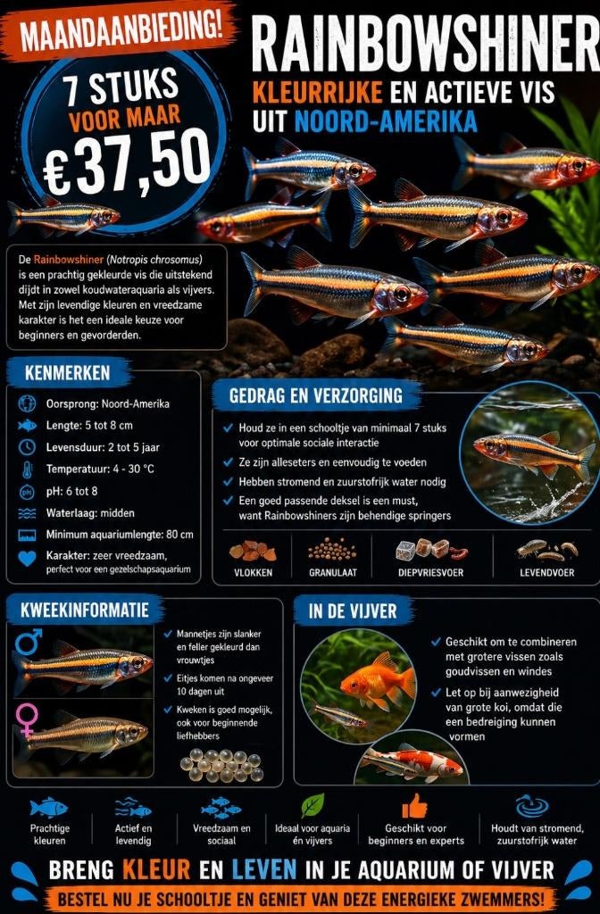 Maandaanbieding: Notropis chrosomus – Rainbowshiner 3-4 cm, Vis, Zoetwatervis