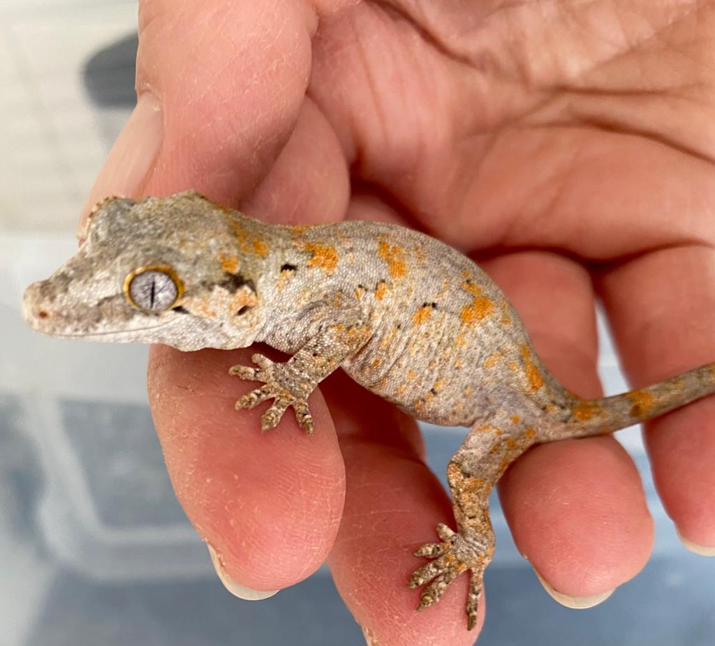 Hele mooie Gargoyle gekko Leopard Gecko - unknown for sale from EB