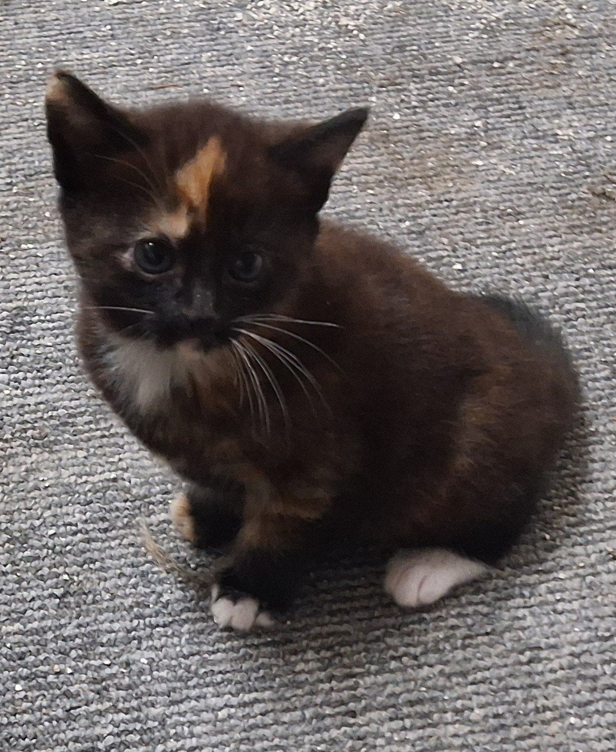 SUPERLIEVE EN  SPEELSE KITTENS, Meerdere dieren